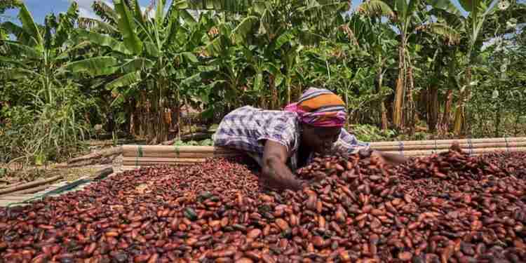 Ghana Cocoa - Ghana News