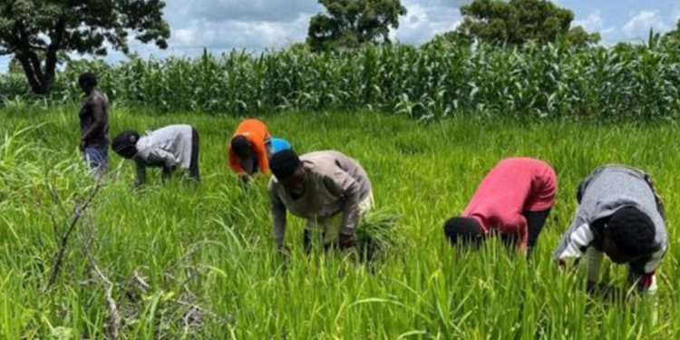 Food production cost quadrupled, many farmers out of business – PFAG
