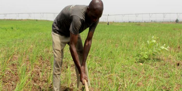 Investment in improved seeds crucial for small holder farmers.
