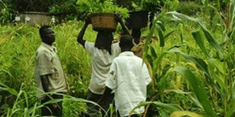 Stakeholders engage on Pathways for Sustainable Employment in agriculture