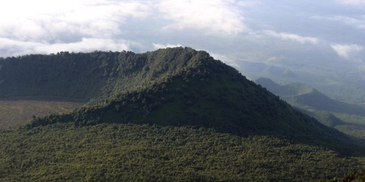 Congo basin peatland rainforest oil leases up for auction