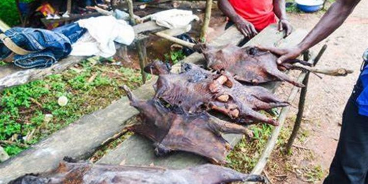 Limit consumption of bush meat to avoid monkeypox infection