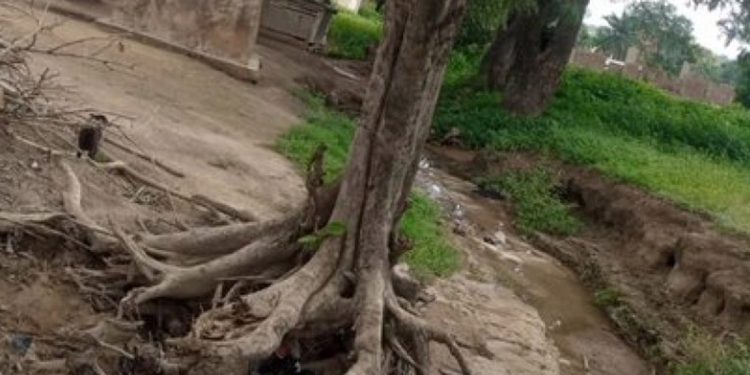 Tree uprooted by rainstorm mysteriously appears upright in Dambai