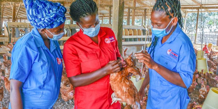 Economic Women Poultry - Ghana News Agency