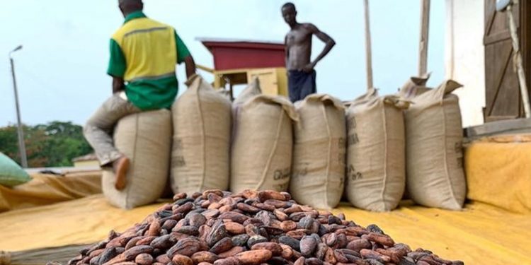 Cocoa beans are pictured next to a warehouse at the village of Atroni, near Sunyani, Ghana April 11, 2019. REUTERS/Ange Aboa