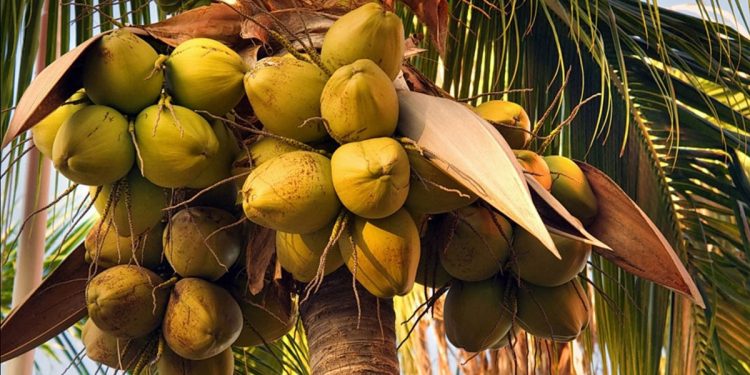 Bono East produces more metric tons of coconut annually